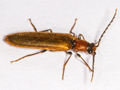 Denticollis linearis